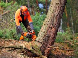 Best Storm Damage Tree Cleanup  in Leachville, AR