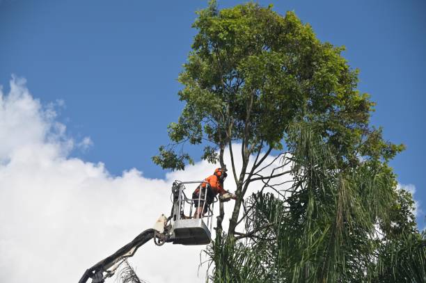 Best Root Management and Removal  in Leachville, AR